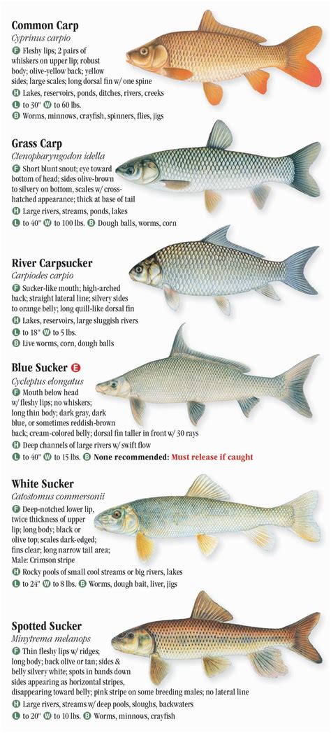 freshwater fishes missouri guide game Doc